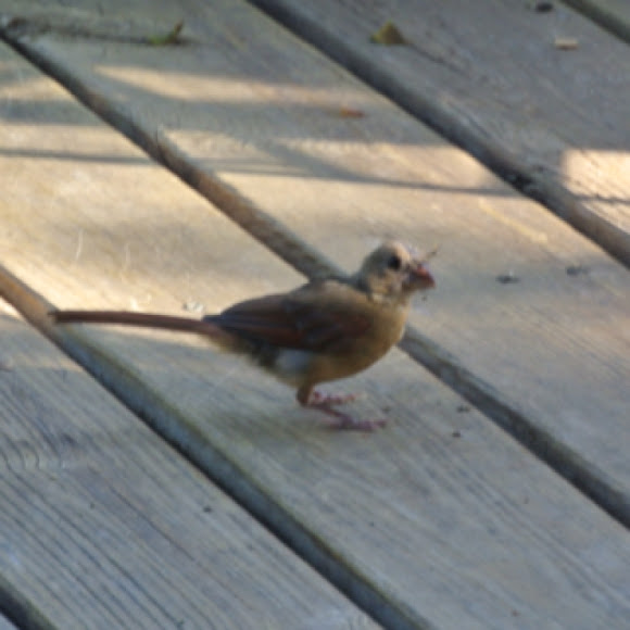 Spotting Image 1