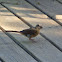 Cardinal