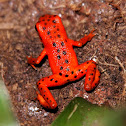 Strawberry poison-dart frog