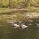 Mallard Duck
