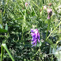 Tufted Vetch