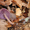 Amethyst Deceiver, lacaria amatista