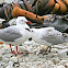 Red-billed Gull