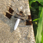 DragonfCommon Whitetail skimmer dragonfly (male)ly