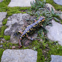 Fire Salamander