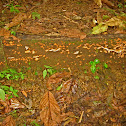 Fungi