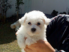 Bichon Frise Y Caniche Toy