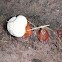 Boletus satanas