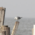 Sandwich Tern
