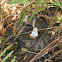 Cottonmouth