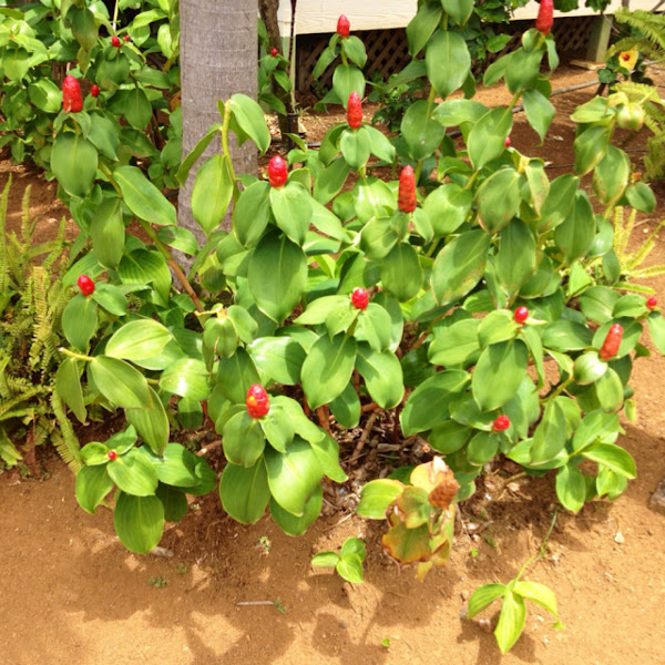 Lipstick ginger or red button ginger Project Noah