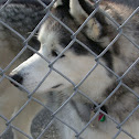 husky
