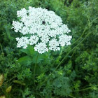 Queen Anne's Lace