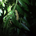 Green Anole