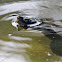 Krefft's River Turtle