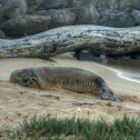 Hawaiian Monk Seal