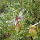 mmsbiodiversity13