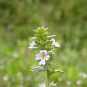 Subalpine Euphrasia