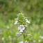 Subalpine Euphrasia