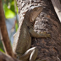 Green Iguana