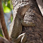 Green Iguana