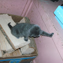 domestic Cat