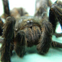 Tarantula