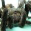 Tarantula