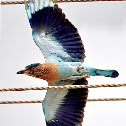 Indian Roller or Blue Jay