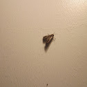 Moth