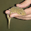 Southern Leaf-Tailed Gecko