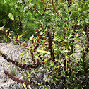 Brown Thing Plant