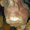 Giant Frogfish