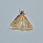 Celery Leaftier Moth