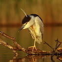 Night heron