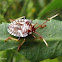 Coreid bug nymph