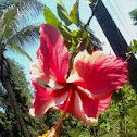 Hibiscus, China Rose
