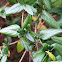 Black huckleberry
