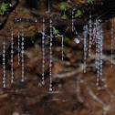 Glow Worms (Titiwai)