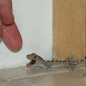 Baby Tokay Gecko