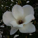 Magnolia