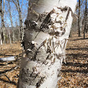 White Birch