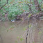 Wood Duck
