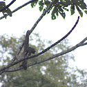 Brown-throated Sloth