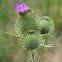 Bull Thistle
