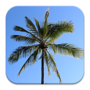 Palms in Sky Wallpaper Theme.apk 1.11