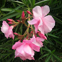 Adelfa