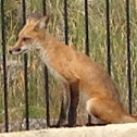 Red Fox