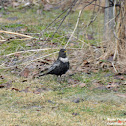 Ring Ouzel