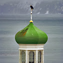 American Bald Eagle
